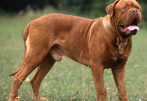 10. Chó ngao Pháp - Chiều cao: 51-58cm - Cân nặng: 54-62kg 10. Chó ngao Pháp - Chiều cao: 51-58cm - Cân nặng: 54-62kg