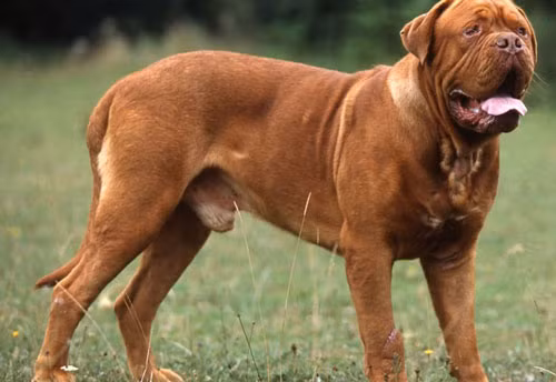 10. Chó ngao Pháp - Chiều cao: 51-58cm - Cân nặng: 54-62kg