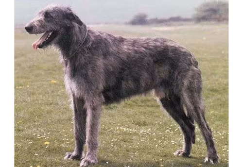 5. Chó Irish Wolfhound - Chiều cao: 71-84cm - Cân nặng: 53-84kg