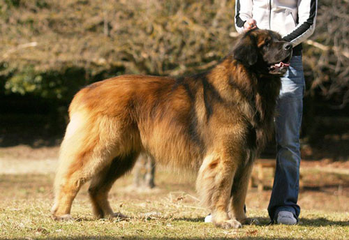 6. Chó Sư tử Đức Leonberger - Chiều cao: 66-82cm - Cân nặng: 45-77kg 6. Chó Sư tử Đức Leonberger - Chiều cao: 66-82cm - Cân nặng: 45-77kg