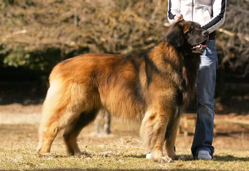 6. Chó Sư tử Đức Leonberger - Chiều cao: 66-82cm - Cân nặng: 45-77kg