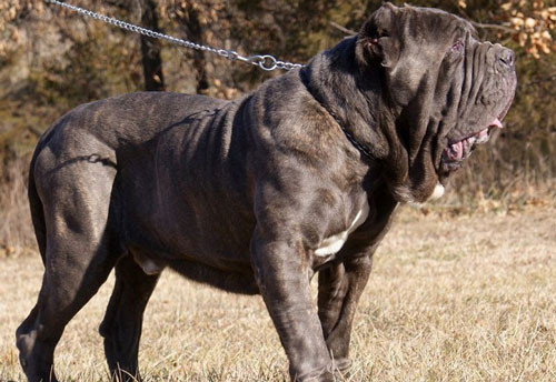 4. Chó ngao Neapolitan - Chiều cao: 66-76 cm - Cân nặng: 54-90kg 4. Chó ngao Neapolitan - Chiều cao: 66-76 cm - Cân nặng: 54-90kg