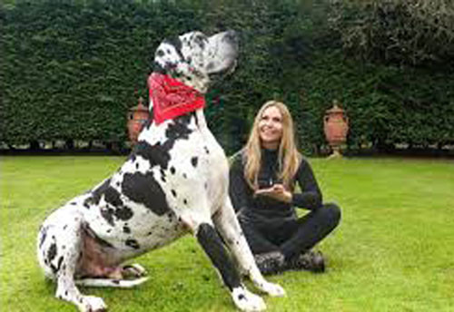 2. Chó Great Dane - Chiều cao: 76-92cm - Cân nặng: 50-90kg 2. Chó Great Dane - Chiều cao: 76-92cm - Cân nặng: 50-90kg