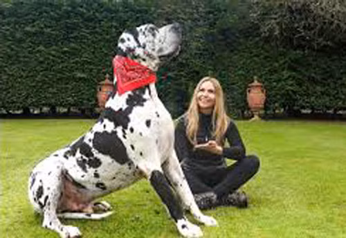 2. Chó Great Dane - Chiều cao: 76-92cm - Cân nặng: 50-90kg