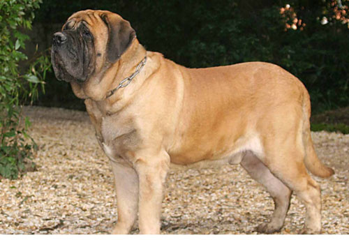 1. Chó ngao Anh - Chiều cao: 68 - 82cm - Cân nặng: 68 - 110kg 1. Chó ngao Anh - Chiều cao: 68 - 82cm - Cân nặng: 68 - 110kg