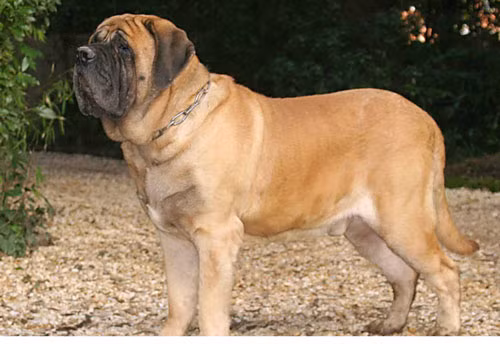 1. Chó ngao Anh - Chiều cao: 68 - 82cm - Cân nặng: 68 - 110kg