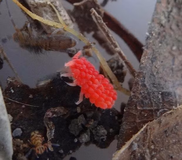 Khi đang đói thì nhìn cái gì cũng ra hình đồ ăn ảnh 14