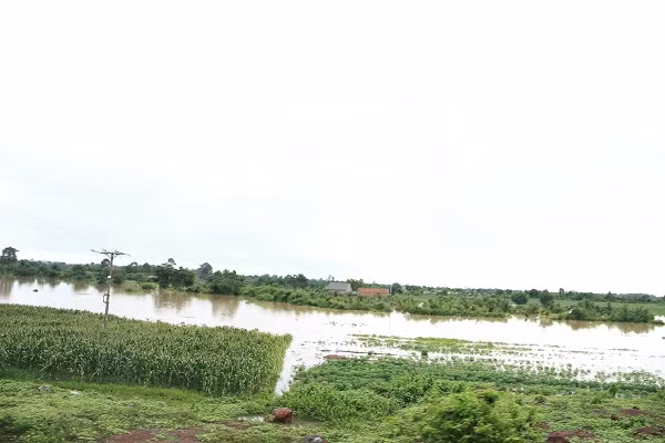 Nhiều diện tích hoa màu tại huyện Buôn Đôn và Ea Súp chìm trong biển nước.