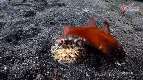 Bí ẩn "quái vật" đại dương chuyên đánh lén và bắt mồi trong chớp mắt