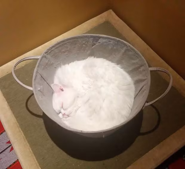 Đây không phải là một thau bột mỳ ngon lành, hãy nhìn kỹ đi nào. Chỉ là một chú mèo đang nằm cuộn minh say giấc thôi mà.