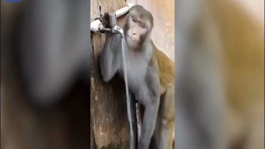 Khỉ uống nước khiến nhiều người thấy xấu hổ