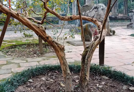 ky bi cay oi “cu gai la cuoi” ben lang mo vua le thai to - 3