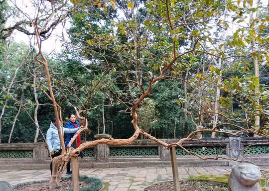 ky bi cay oi “cu gai la cuoi” ben lang mo vua le thai to - 1