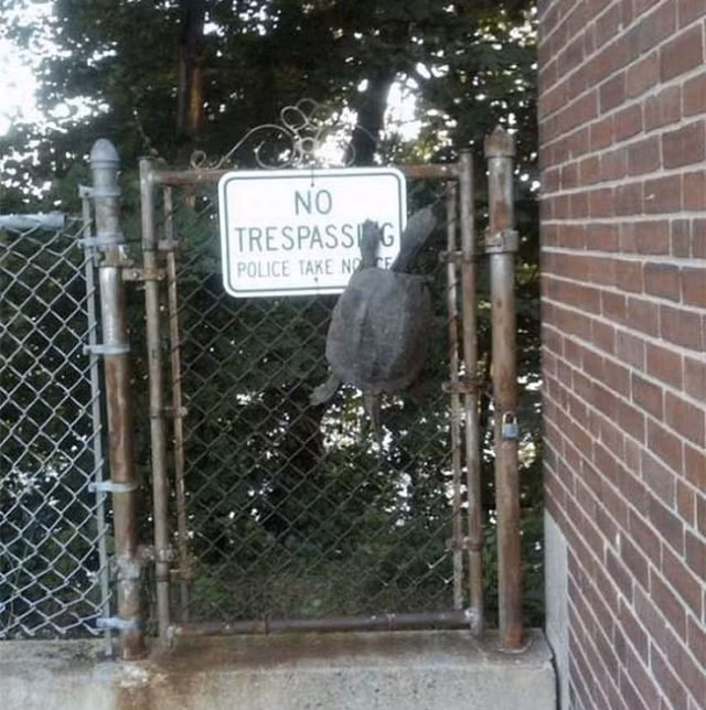 Chết cười với loạt ảnh gây xôn xao mạng xã hội