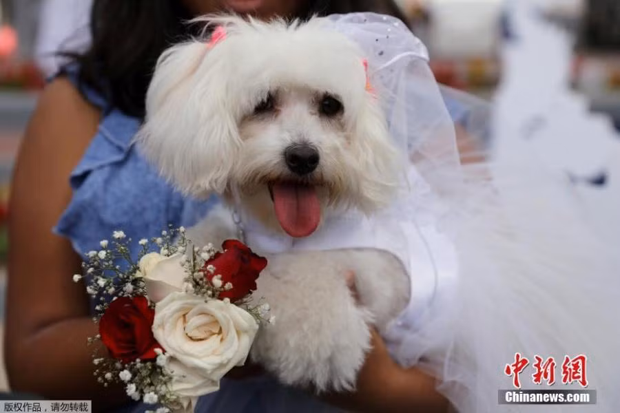 cún cưng,Valentine,lễ Tình nhân,đám cưới