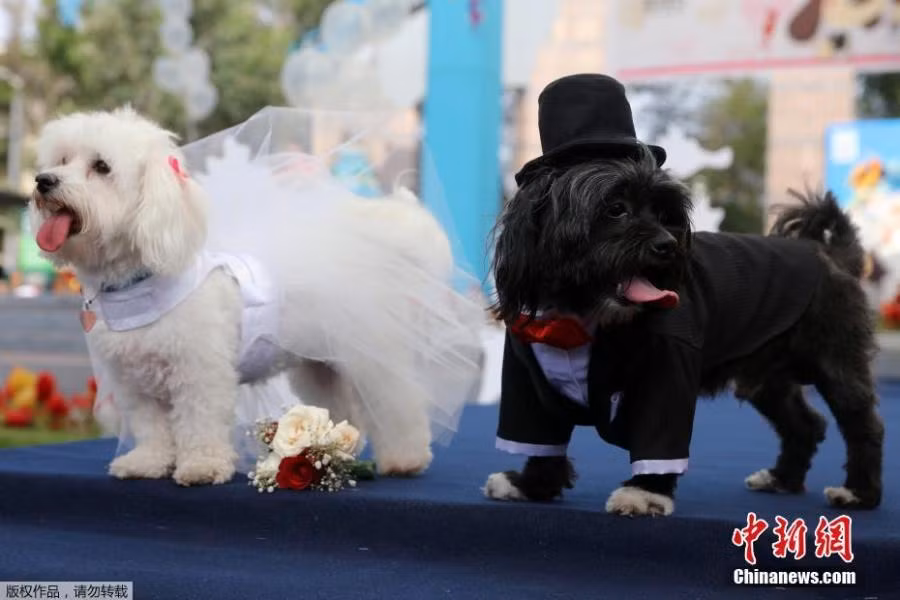 cún cưng,Valentine,lễ Tình nhân,đám cưới