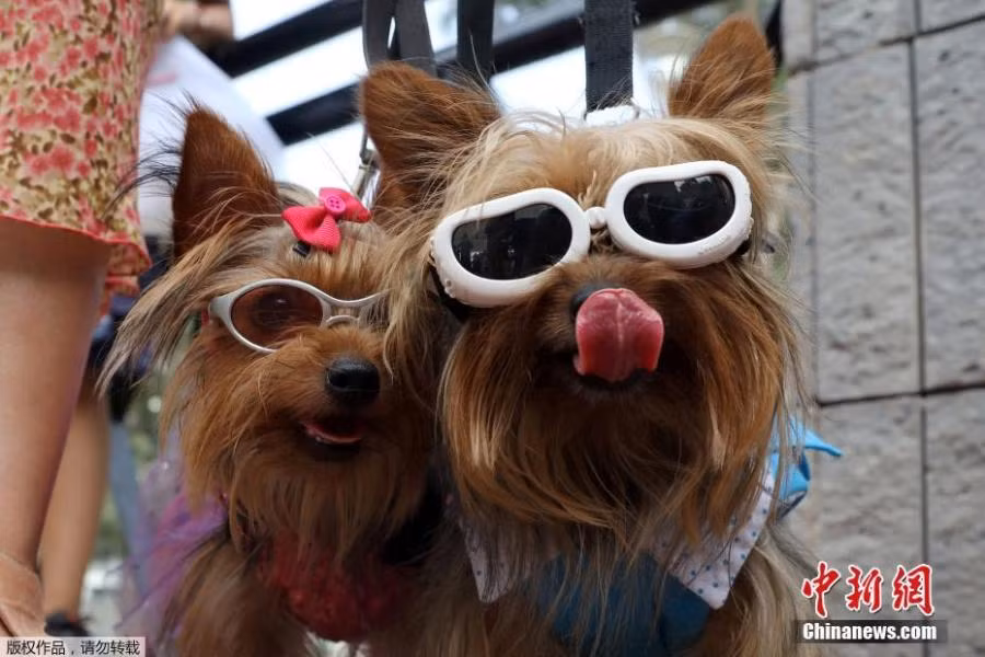 cún cưng,Valentine,lễ Tình nhân,đám cưới