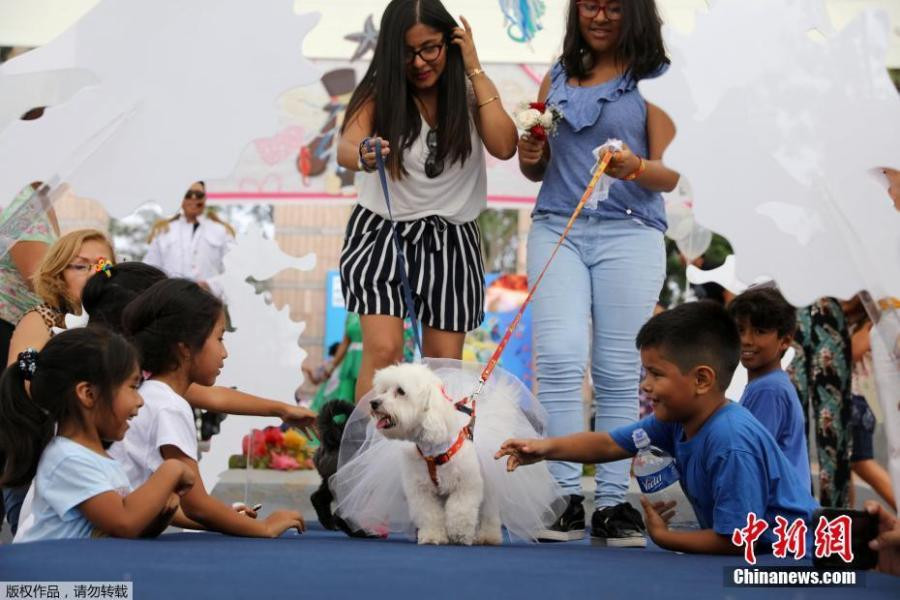 cún cưng,Valentine,lễ Tình nhân,đám cưới