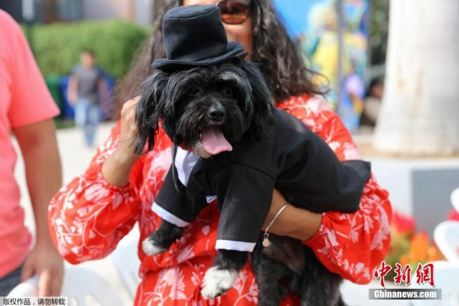 cún cưng,Valentine,lễ Tình nhân,đám cưới