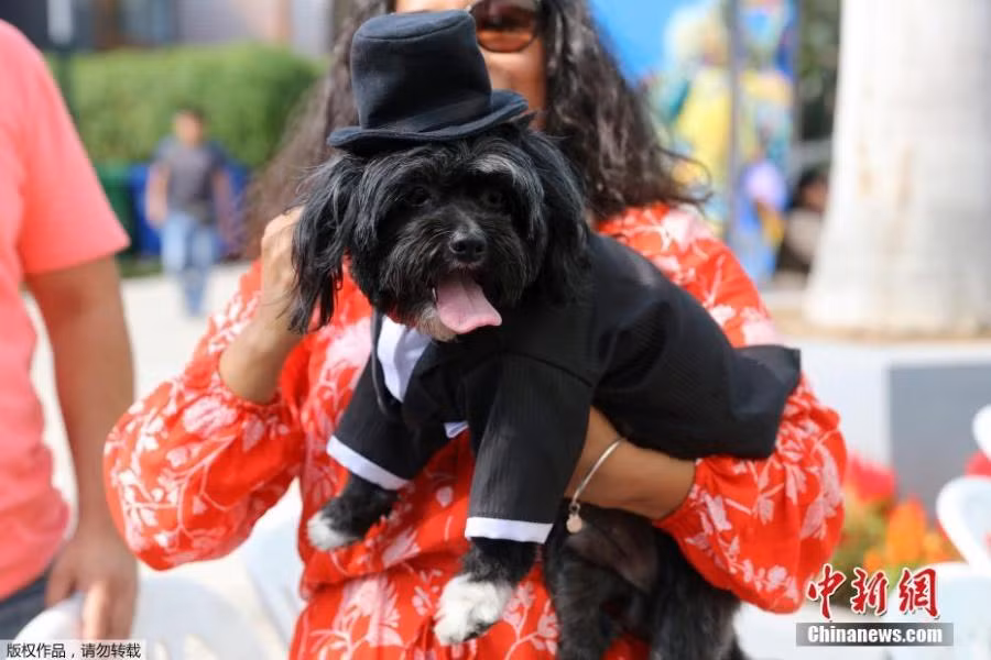 cún cưng,Valentine,lễ Tình nhân,đám cưới