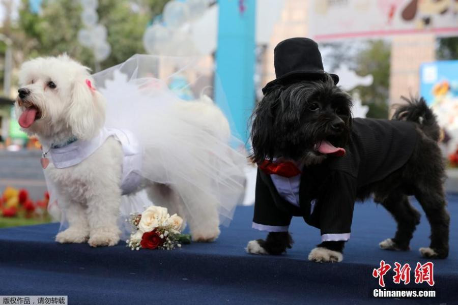 cún cưng,Valentine,lễ Tình nhân,đám cưới