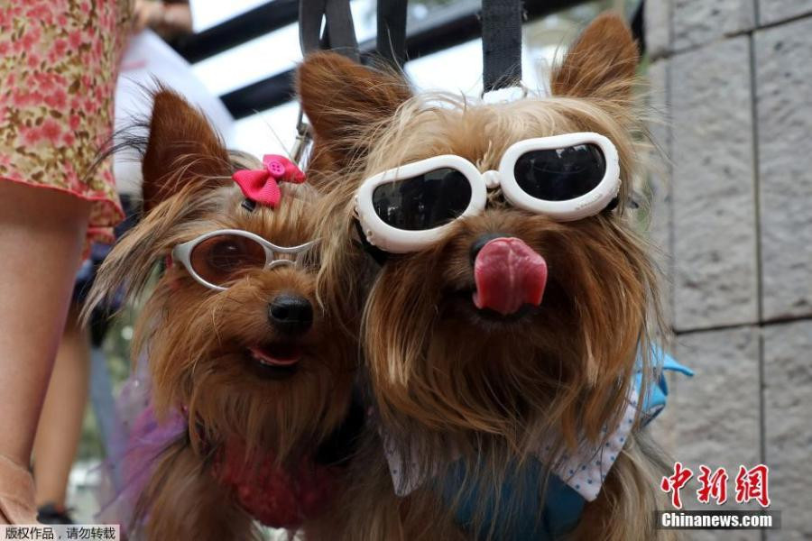 cún cưng,Valentine,lễ Tình nhân,đám cưới