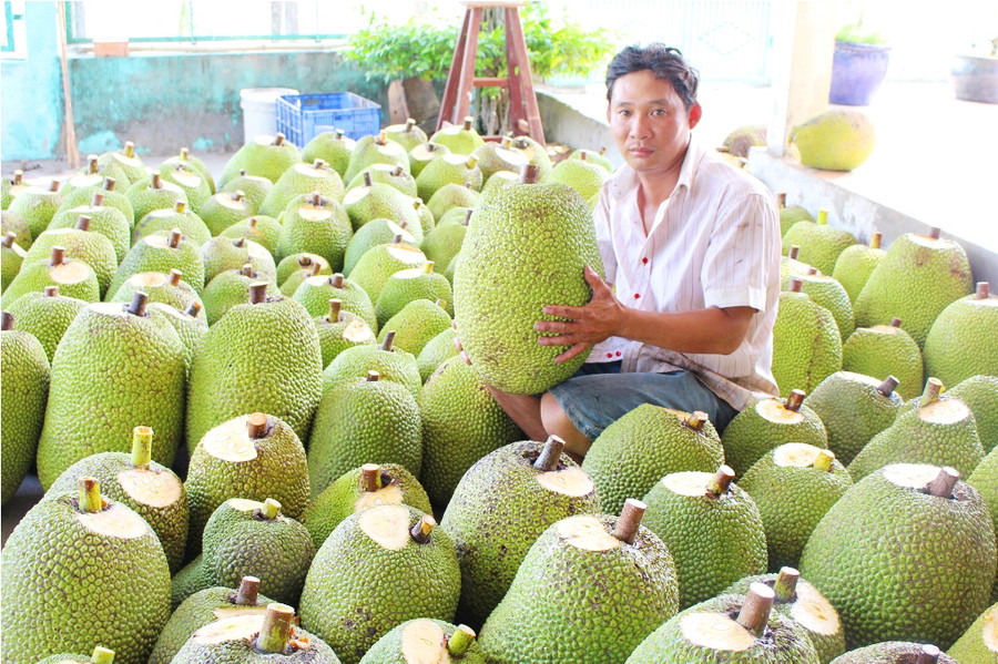 Tận mục vườn mít của triệu phú miệt vườn