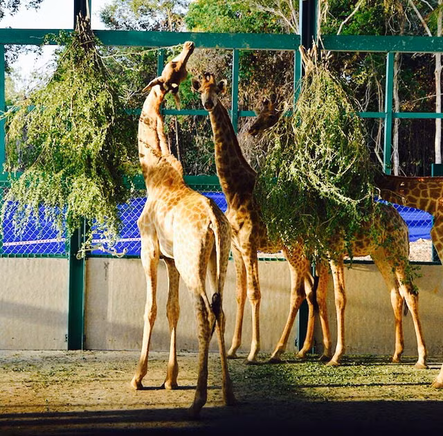 Tham quan Vườn thú bán hoang dã duy nhất tại Việt Nam