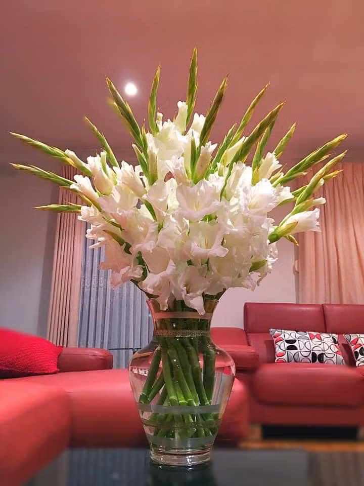 Muốn những bình hoa nở ngay, bạn hãy mua hoa hơi nở hoặc vừa nở, cắm trong xô nước hơi âm ấm hoa nhanh nở.