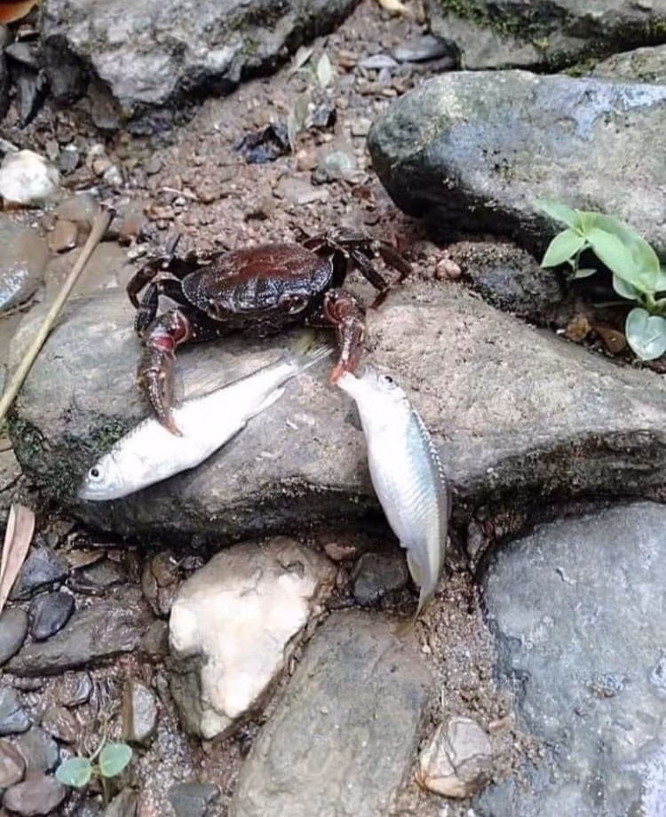 Bây giờ mới hiểu bắt cá hai tay là gì