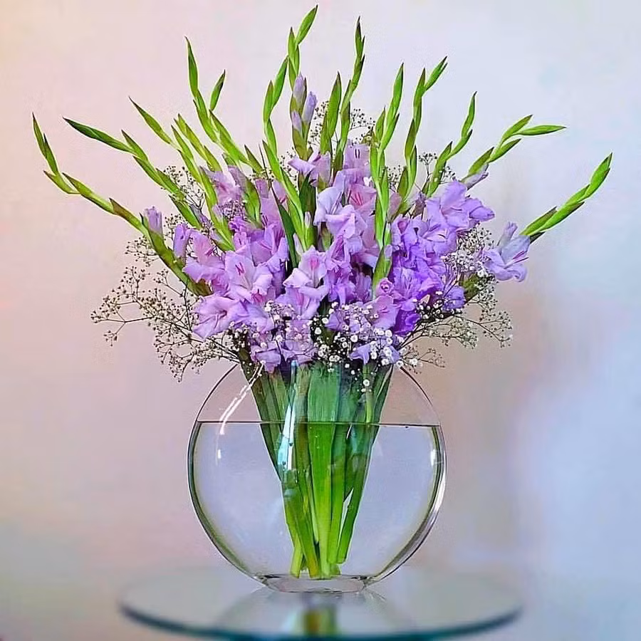 Lay ơn tím ngày xưa.