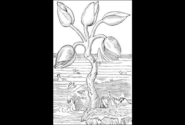 10 sinh vật trong thần thoại vẫn được tin rằng có thật ảnh 6 Tranh vẽ cây barnacle.