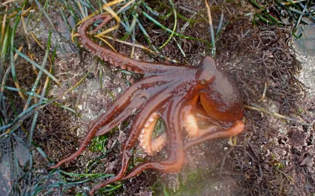 10 sinh vật trong thần thoại vẫn được tin rằng có thật ảnh 5