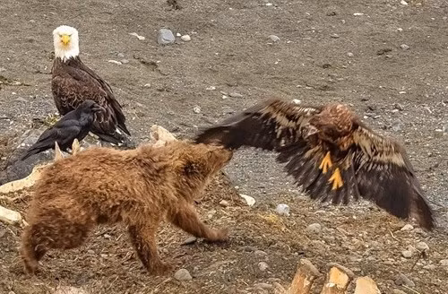 Cận cảnh gấu nâu tát chết đại bàng hói - ảnh 3