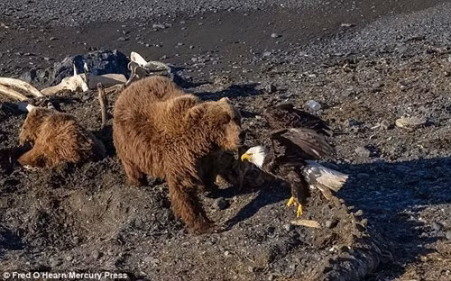 Cận cảnh gấu nâu tát chết đại bàng hói - ảnh 1