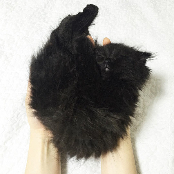 Em mèo mắt to giống hệt nhân vật hoạt hình Ghibli - Ảnh 9.