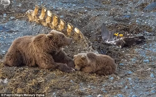 Cận cảnh gấu nâu tát chết đại bàng hói