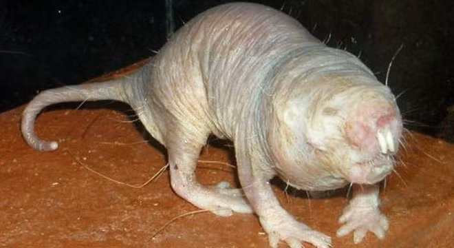 10 sinh vật trong thần thoại vẫn được tin rằng có thật