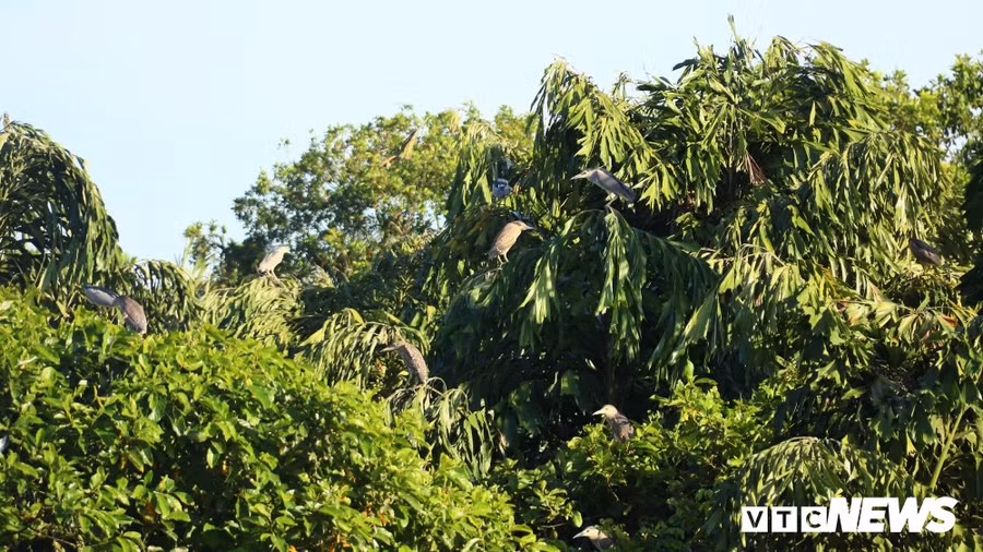 Lao nong o Vinh Long hy sinh hang tram trieu dong/nam cuu mang nghin con vac hinh anh 2