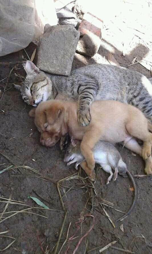 Có tin được không