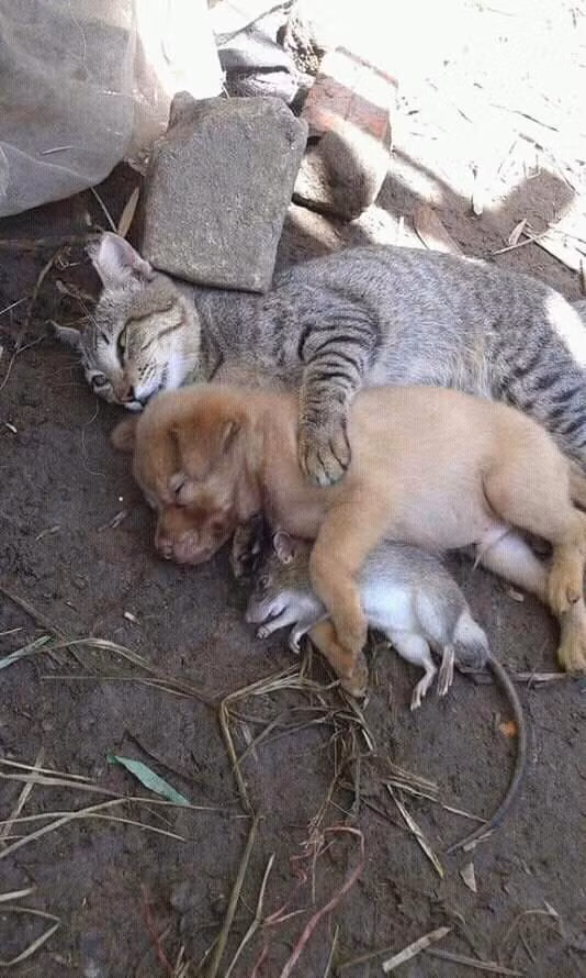 Có tin được không Có tin được không