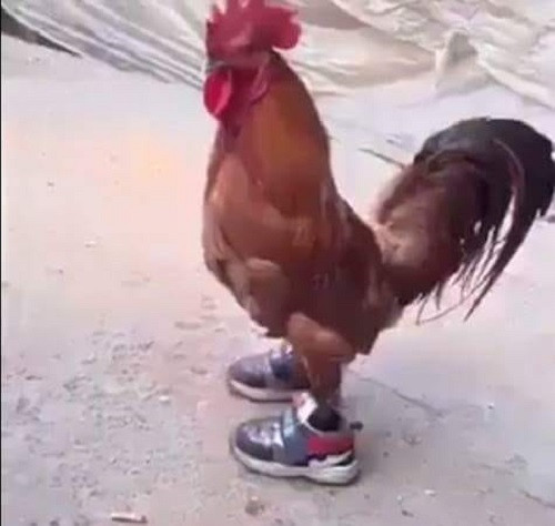 Gà trống sành điệu.