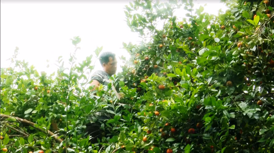 Thu hoạch quýt hoi.