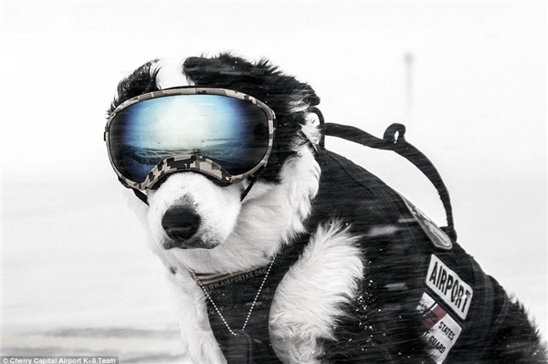 K9 Piper làm nhiệm vụ giữa lúc mùa đông giá rét tuyết rơi. (Ảnh: Internet) K9 Piper làm nhiệm vụ giữa lúc mùa đông giá rét tuyết rơi. (Ảnh: Internet)
