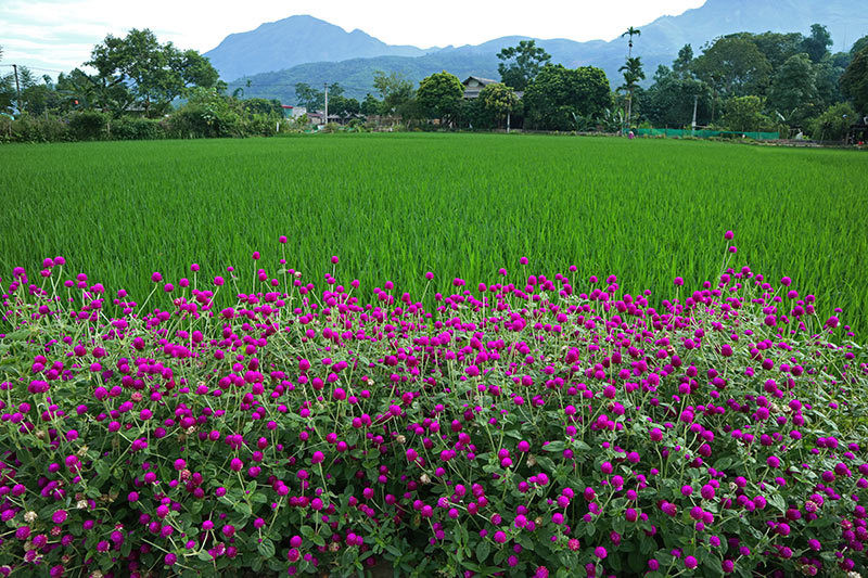 Rực rỡ sắc hoa những con đường ở Yên Bái ảnh 10 Đẹp nao lòng những con đường rực rỡ sắc hoa ở Yên Bái