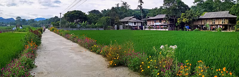 Đẹp nao lòng những con đường rực rỡ sắc hoa ở Yên Bái