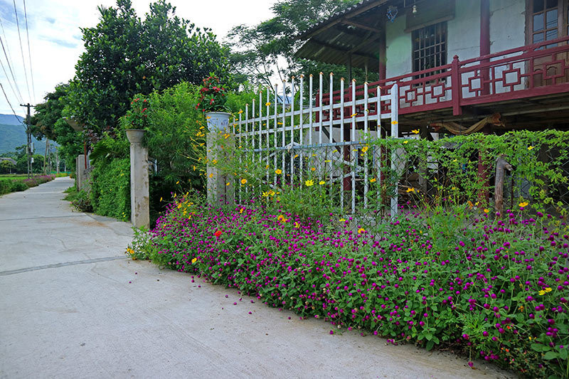 Rực rỡ sắc hoa những con đường ở Yên Bái ảnh 5 Đẹp nao lòng những con đường rực rỡ sắc hoa ở Yên Bái