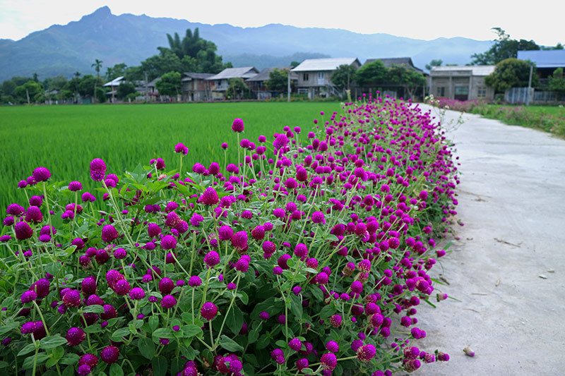 Rực rỡ sắc hoa những con đường ở Yên Bái ảnh 4 Đẹp nao lòng những con đường rực rỡ sắc hoa ở Yên Bái