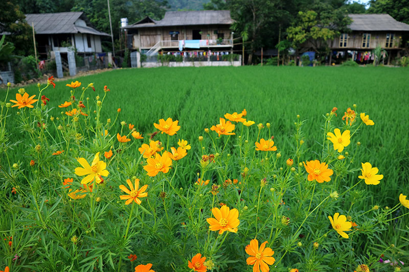 Rực rỡ sắc hoa những con đường ở Yên Bái ảnh 8 Đẹp nao lòng những con đường rực rỡ sắc hoa ở Yên Bái