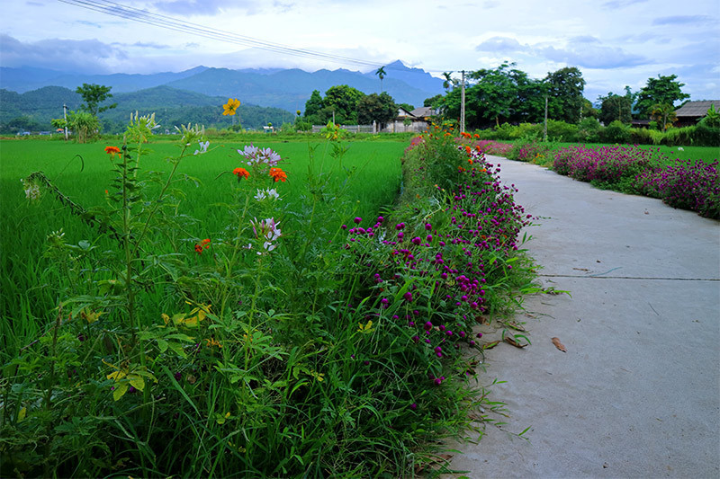 Rực rỡ sắc hoa những con đường ở Yên Bái ảnh 15 Đẹp nao lòng những con đường rực rỡ sắc hoa ở Yên Bái